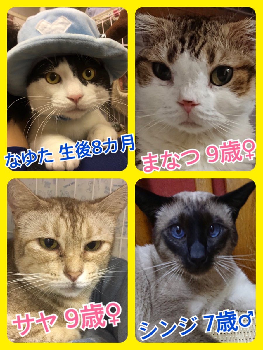 🐱今月も猫ちゃんの卒業強化月間🐾今日の里親募集中ニャンコ🐱メンバーです🐾2018,12,14